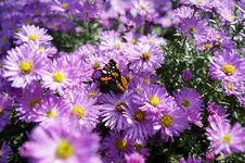 _DSC6005.webp