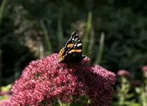 _DSC6020.webp
