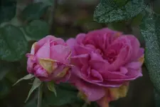 _DSC5985.webp