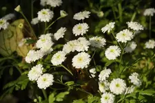 _DSC5975.webp