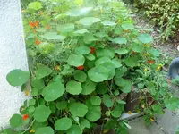 Kapuzinerkresse.webp