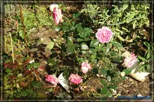 comp_DSC02325.webp