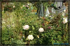 comp_DSC02327.webp