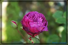 comp_DSC02328.webp