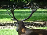195.webp