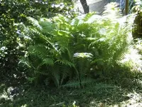 BILD0565.webp