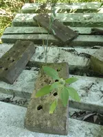 P1200410.webp