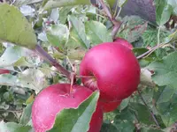 20140930_124453.webp