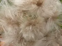 P1210016.webp