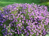 003.webp