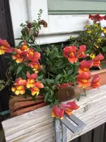 IMG_0421 letzte Löwenmäulchen.webp