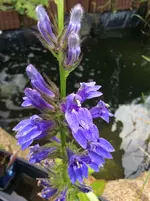 IMG_0554 blaue Blüte.webp
