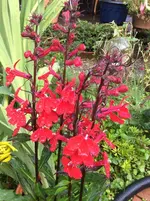 IMG_0557 rote Blüte.webp