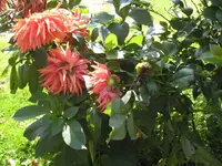 IMG_1107 Dahlie.webp
