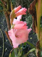 IMG_1141 Gladiole _ein letztes Aufblühn.webp