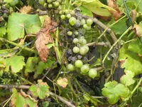 IMG_1179 kranke Trauben.webp