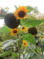 image.webp