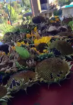 Sonnenblumenfutter.webp