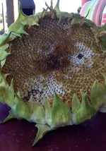 Sonnenblume-Riese.webp