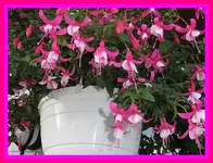 050.webp