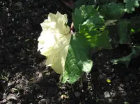 006.webp