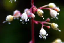 Purpurglöckchen_28569.webp