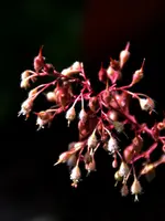 Purpurglöckchen_28601.webp