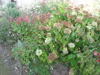 009.webp