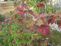 010.webp