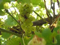 028.webp