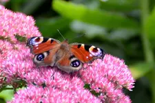 Schmetterling_27758.webp