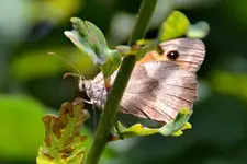 Schmetterling_21737.webp