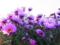 008.webp