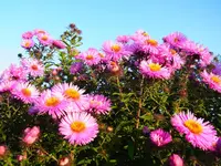 009.webp
