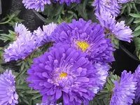 080.webp