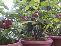 BILD3463.webp