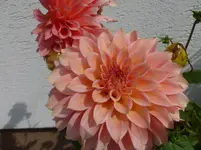 P1160481.webp