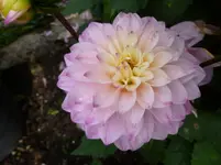 P1160446.webp