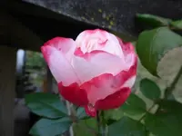 P1210035.webp