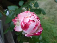 P1210037.webp