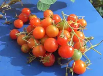 528 Tomaten.webp