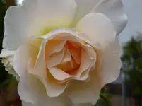 P1160469.webp