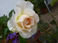 P1160461.webp