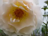P1160463.webp