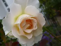 P1160462.webp