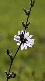 Wegwarte (1).webp