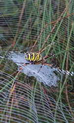 Wespenspinne.webp