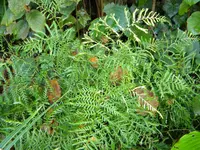 DSCN9535.webp