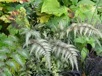 DSCN9537.webp