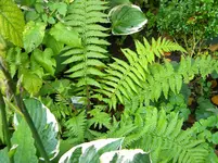 DSCN9539.webp